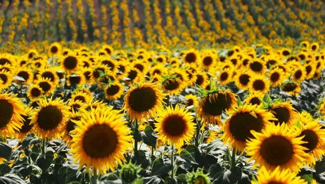 2021 ayçiçeği hasat sezonunun ilk mahsulü Edirne Ticaret Borsasında işlem gördü