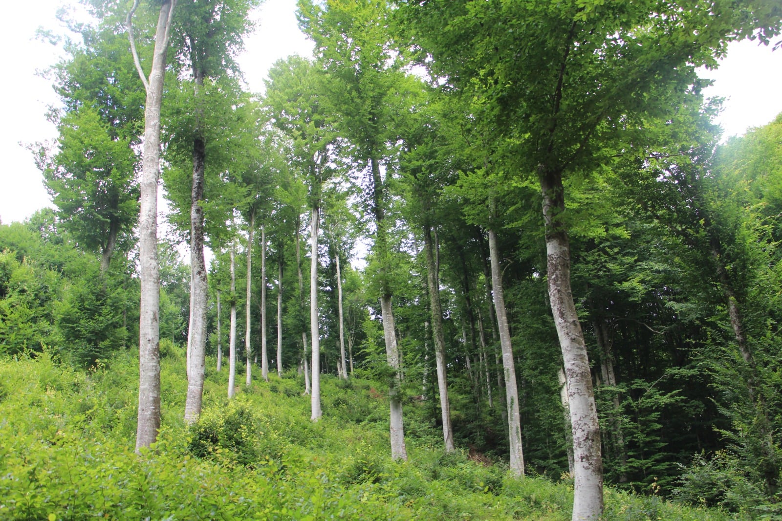 Tekirdağ ve Edirne’de ormanlık alanlara girişler 1 ay süreyle yasaklandı
