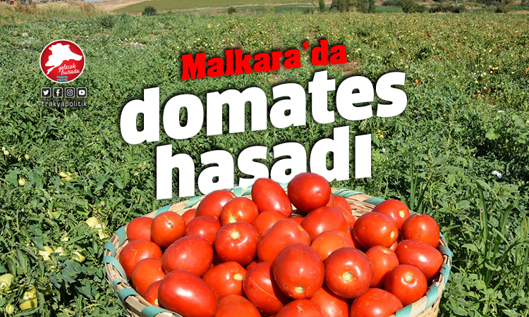 Malkara Karaiğdemir Mahallesi’nde domates hasadı yapıldı