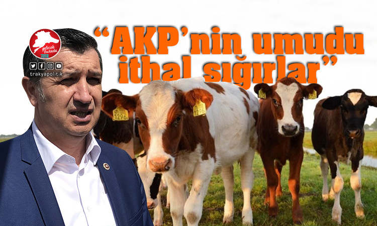 Gaytancıoğlu: “AKP’nin umudu ithal sığırlar”