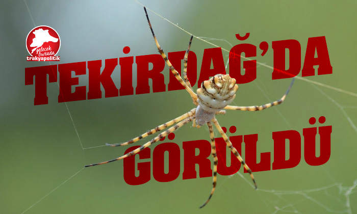 Tekirdağ’da ‘argiope lobata’ türü örümcek görüldü