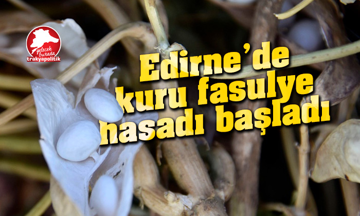 Edirne’de kuru fasulye hasadı başladı