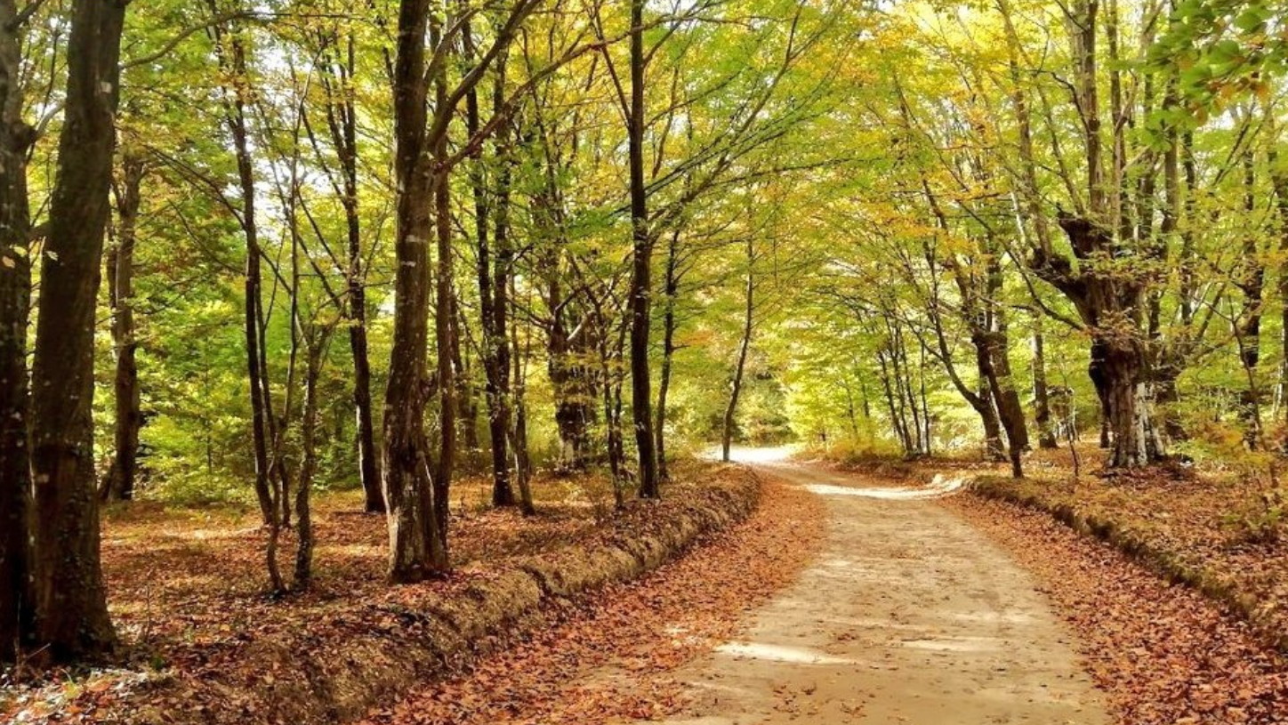 Kasım Sonu Trakya Ormanlarında Doğal Ürün Bereketi