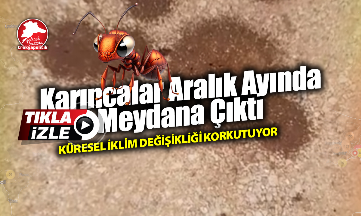 Kış ortasında karıncalar yer altından çıktı