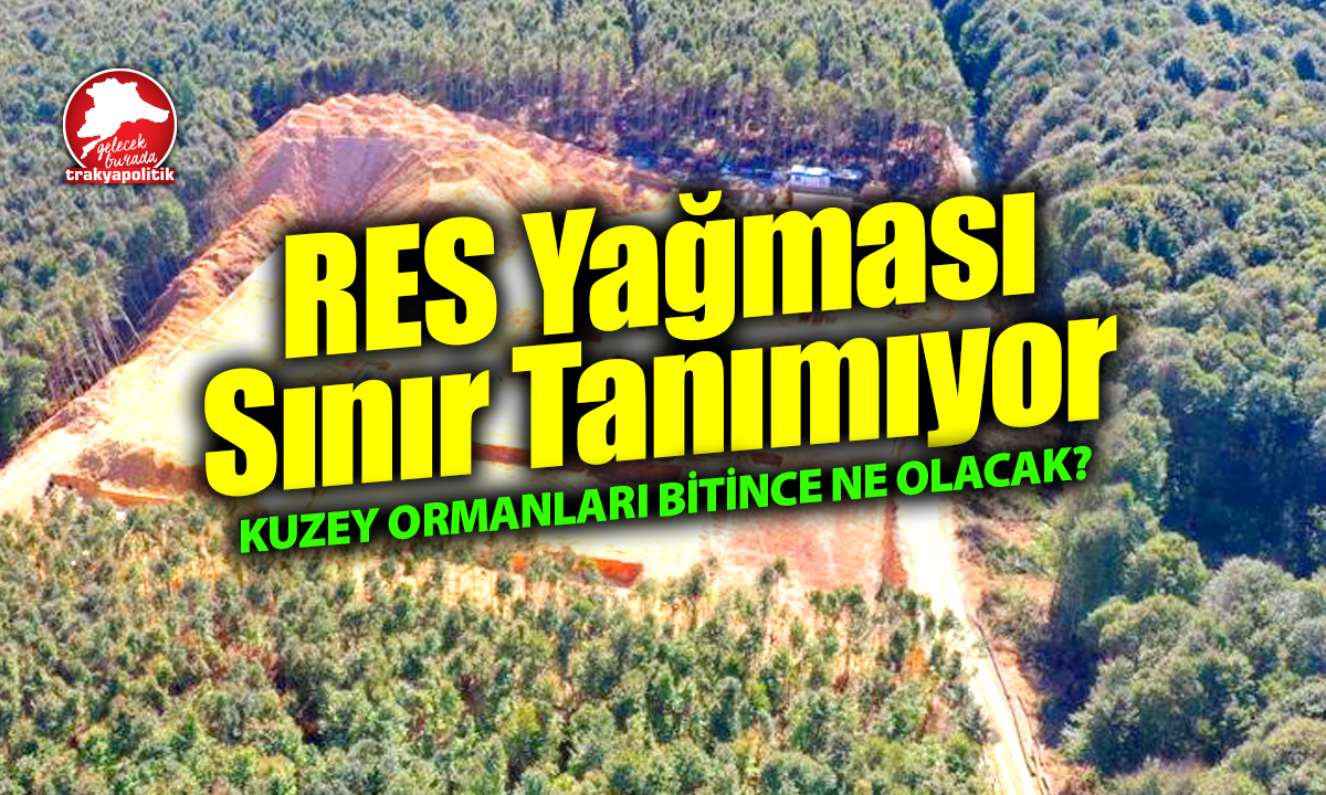 Kuzey Ormanları’nın Kökünü Kurutmaya Kararlılar