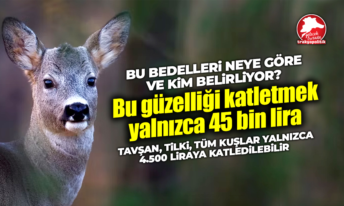 Doğada bu yaban hayvanlarına kıymanın bedeli işte bu kadar ucuz!